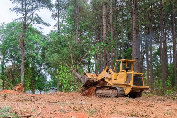Trees Clearing in Lynnwood