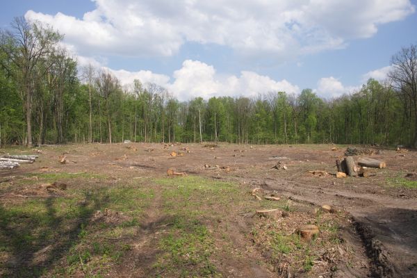 Cost of Pasture Clearing in Lynnwood