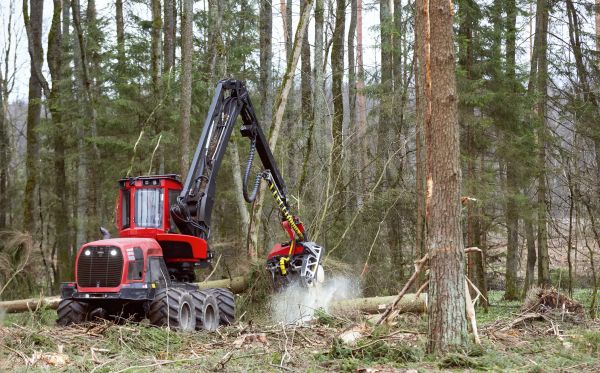 Cost of Forest Clearance Service in Lynnwood
