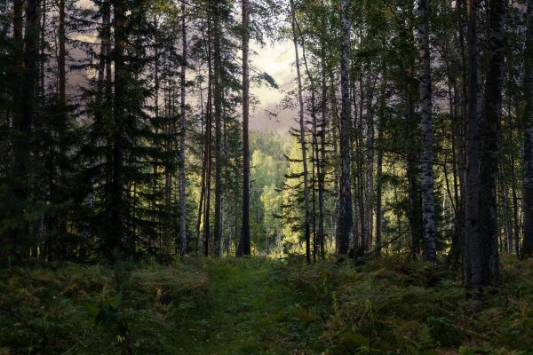 Cost of Pine Tree Clearing in Lynnwood