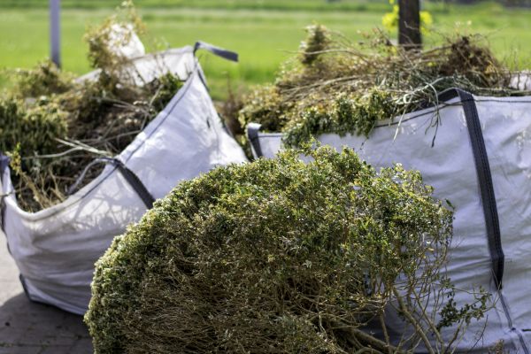 Cost of Bushes Clearing in Lynnwood
