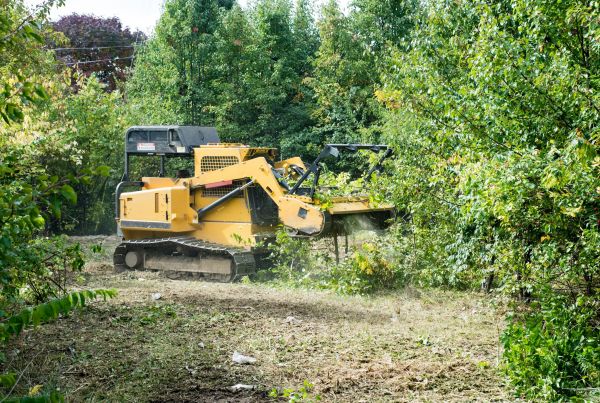 Cost of Pathway Clearing in Lynnwood