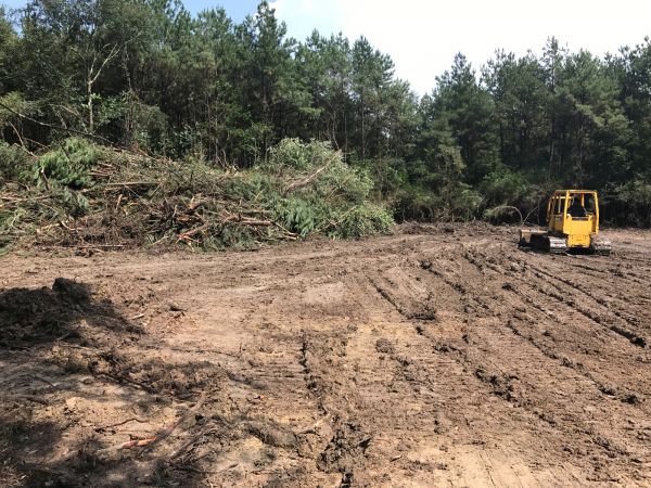 Cost of Thicket Clearing in Lynnwood