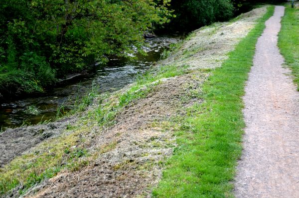 Cost of Trail Cutting in Lynnwood